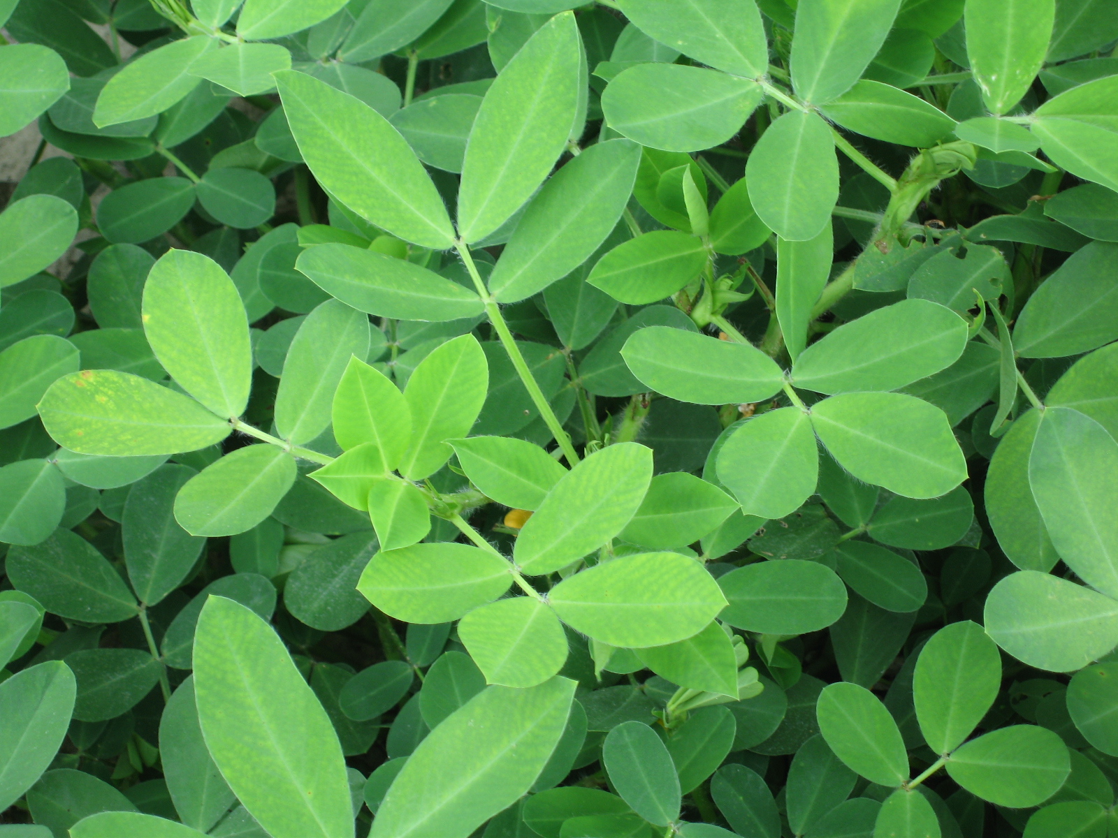 'Bailey' peanut showing manganese deficiency