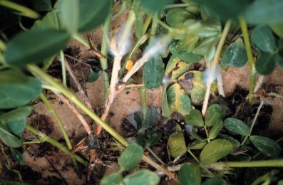 Sclerotinia blight peanut