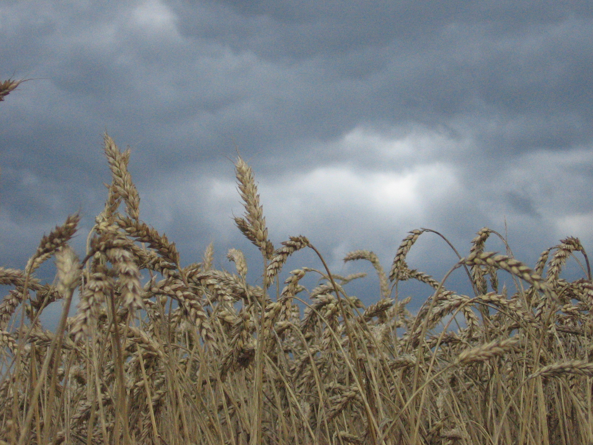 Mature wheat
