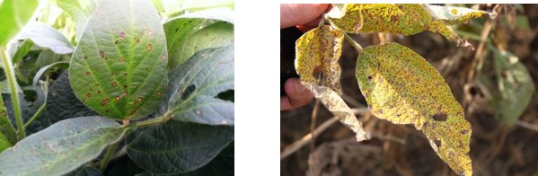 Frogeye leaf spot