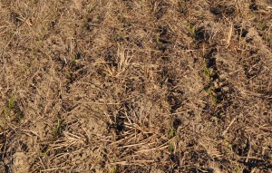 Ryegrass control by Valor SX plus glyphosate applied 7 days preplant