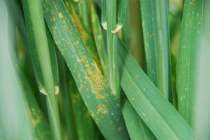 Leaf Rust