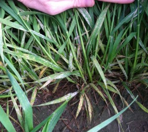 Wheat Powdery Mildew