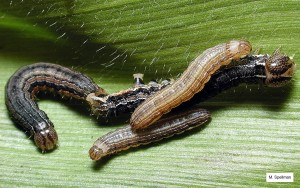 TAW_larvae