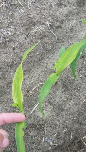 Yellow Corn Plant