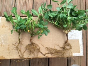 Smaller and yellower two plants at the left are due to poorer nodulation than for plant at the right, even though planted at the same time.