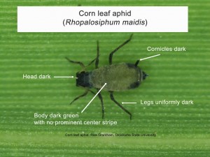 corn leaf aphid