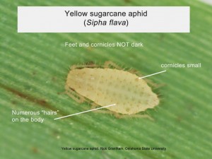 yellow sugarcane aphid grantham osu