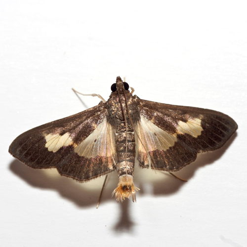 This image has an empty alt attribute; its file name is Pickleworm-moth.png