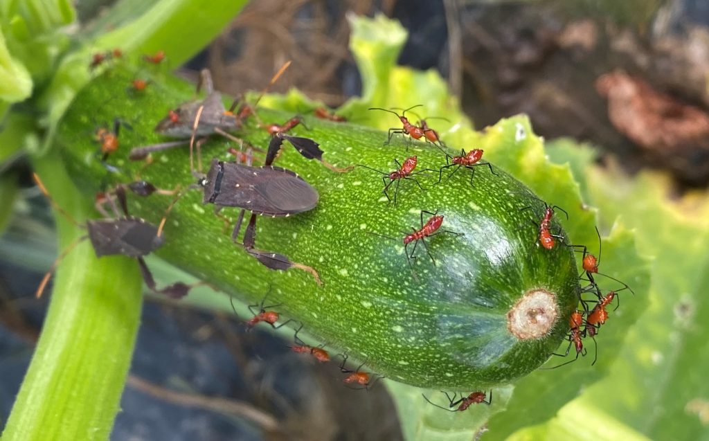 Leaf-footed bug adults and nymphs on zucchini